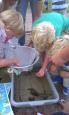 Gastles Dolfijn hsvbarneveld 1