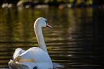 Visverbod op Koewei door vogelgriep